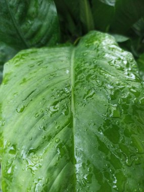 Anthurium jenmanii suya batırılmış. Anthurium jenmanii, kapat.