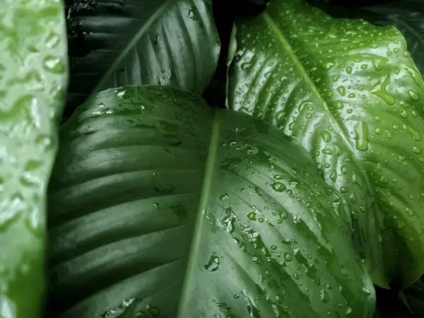 Anthurium jenmanii suya batırılmış. Anthurium jenmanii, kapat.