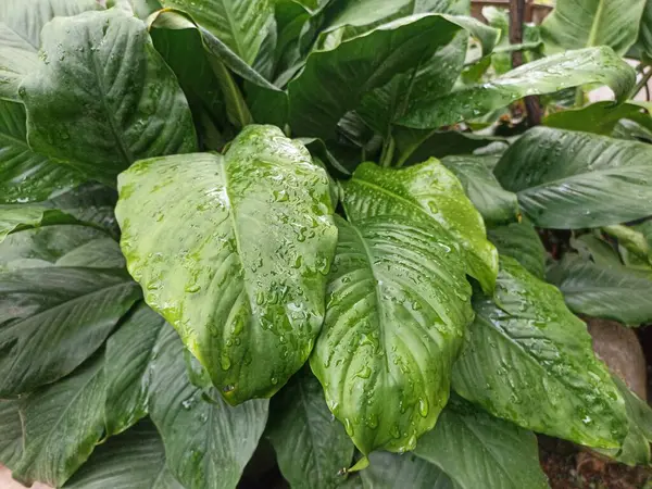 Anthurium jenmanii suya batırılmış. Anthurium jenmanii, kapat.