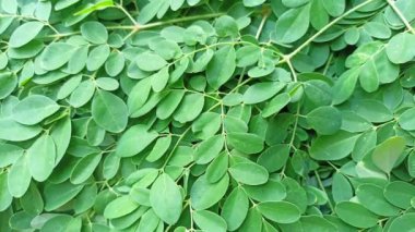 Moringa yaprağı arka planı. Moringa oleifera