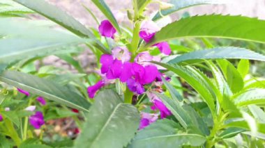 Balsam çiçeği. 20-75 cm boyuna kadar büyüyen yıllık bir bitki. Bilimsel adı: Impatiens balsamina