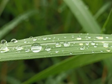 Çimlerin üzerinde su damlacıkları. yeşil yapraklar üzerinde su