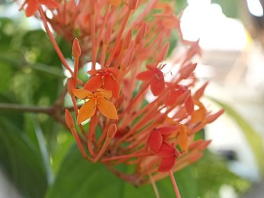 Kırmızı soka çiçeklerini kapat.