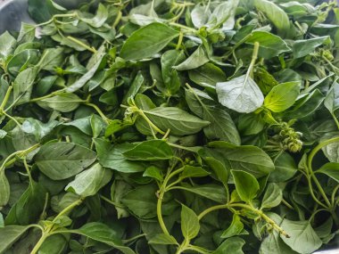 Fesleğenden yapılmış ve bilimsel adı Ocimum Bazilika olan bir sebze. Lalapan