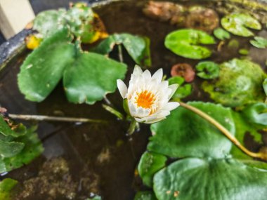 Beyaz Lotus (Nymphaea odorata ssp. Adirondacks kır çiçeği.