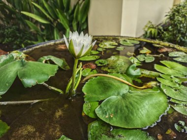 Beyaz Lotus (Nymphaea odorata ssp. Adirondacks kır çiçeği.