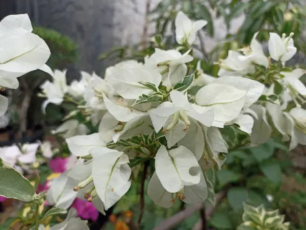 Beyaz Bougainvillea çiçek arkaplanı