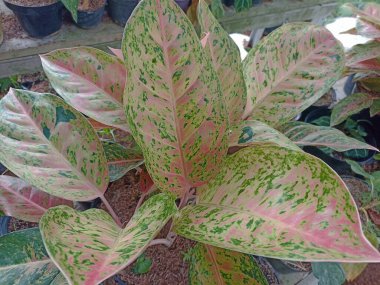 Taze Aglonema süs bitkilerini kapatın.