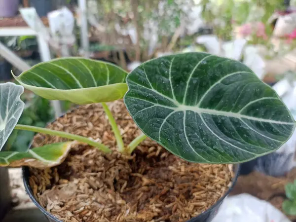 Alocasia siyah kadife. Alocasia ejderha gümüşü. Alocasia, Araceae familyasına ait rizomatöz veya tüberküloz, geniş yapraklı, uzun ömürlü, çiçekli bir bitki cinsidir. - Yakın çekim. Seçici odak.