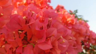 desen arkaplan pembe bougainvillea çiçekleri. Doğal bir arkaplan için kağıt çiçekler