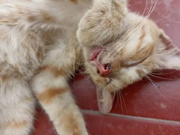 Uyuyan kedi. Kedinin burnunu ve ağzını kapat.
