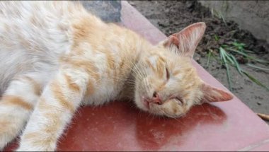 Uyuyan kedi. Kedinin burnunu ve ağzını kapat.