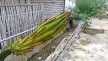 Ejderha meyvesi tomurcukları veya Cins Hylocereus, Selenicereus