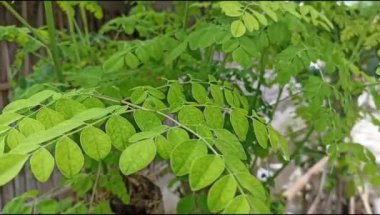 Moringa yapraklarını kapatın, yüksek besin değeri olan ve geleneksel ilaç olarak kullanılan bir süper yiyecek. Moringa bitkisi.