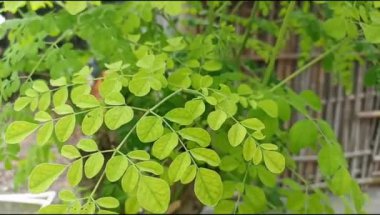 Moringa yapraklarını kapatın, yüksek besin değeri olan ve geleneksel ilaç olarak kullanılan bir süper yiyecek. Moringa bitkisi.