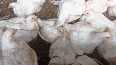 Çiftlikteki kafeste ızgara tavuklar.