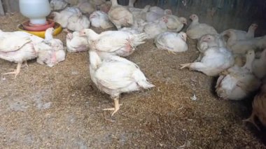 Çiftlikteki kafeste ızgara tavuklar.