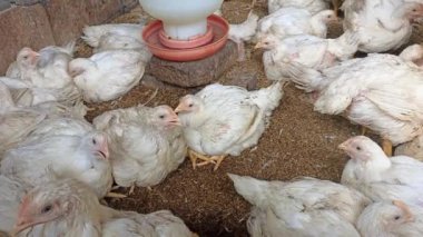 Çiftlikteki kafeste ızgara tavuklar.