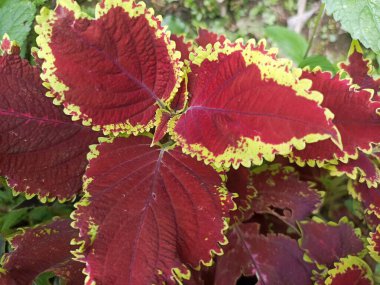 Jawer Kotok Ornamental Plant or Coleus scutellarioides clipart