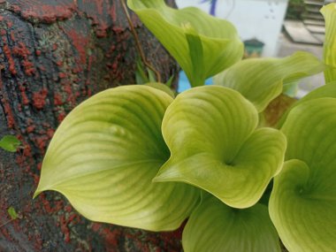 proiphys amboinensis,Brisbane lily flower,Cardwell lily,Northern christmas lily or Proiphys amboinensis big green leaves clipart