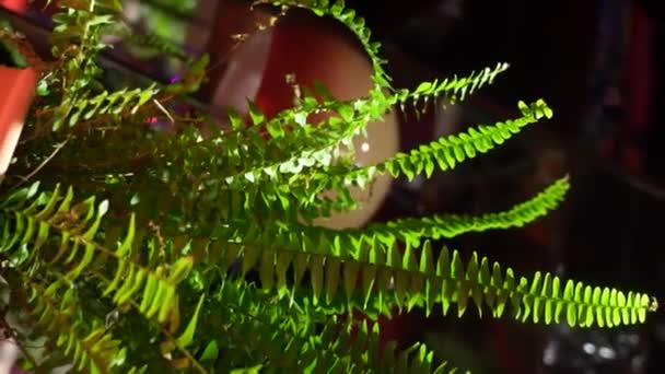锅里的绿色花朵 — 图库视频影像