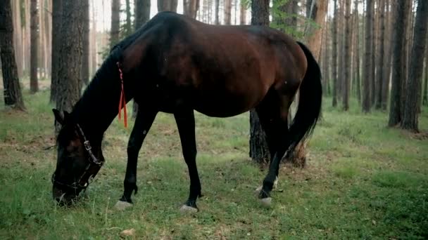 Koń Lesie Latem Trawę — Wideo stockowe