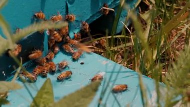 İlkbaharda arı kovanına tırmanan arıların yakın çekimi