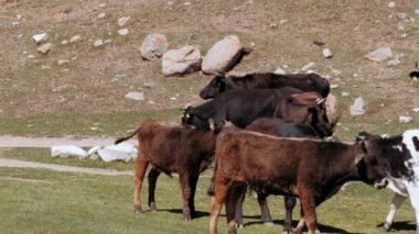 İnekler dağların eteğindeki yeşil bir çayırda otlarlar. Shkhara buzulunun eteğindeki alp çayırlarında otlayan inekler. Resimli bir gün, muhteşem bir sahne. Yer Yukarı Svaneti, Georgia,