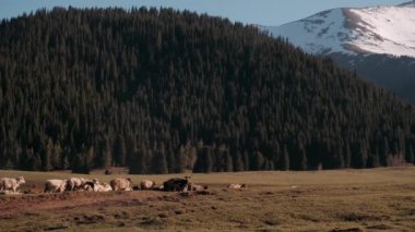  Bir koyun sürüsü yeşil bir dağ yamacında otluyor. Norveç 'teki dağ yamacında otlayan koyun sürüsünün sinematik manzarası. Ufuktaki kıyı şeridi