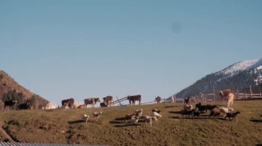 İnekler dağların eteğindeki yeşil bir çayırda otlarlar. Shkhara buzulunun eteğindeki alp çayırlarında otlayan inekler. Resimli bir gün, muhteşem bir sahne. Yer Yukarı Svaneti, Georgia,