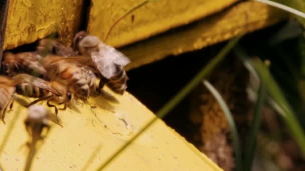 春天蜜蜂爬进蜂房的特写镜头 — 图库视频影像