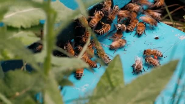春天蜜蜂爬进蜂房的特写镜头 — 图库视频影像