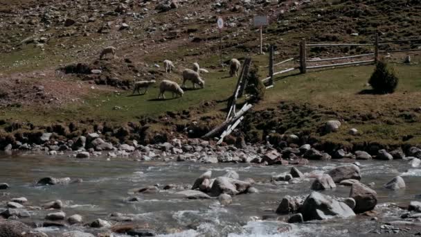 Bir Koyun Sürüsü Yeşil Bir Dağ Yamacında Otluyor Norveç Teki — Stok video
