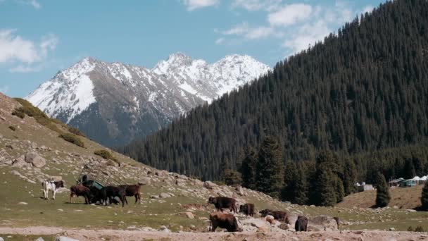 Koeien Grazen Een Groene Lenteweide Aan Voet Van Bergen Koeien — Stockvideo