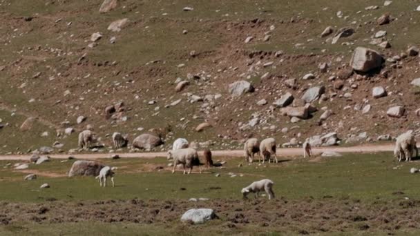緑の山の斜面にある羊の群れ ノルウェーの山側の牧草地の羊の群れのシネマティックビュー 地平線の海岸線 — ストック動画