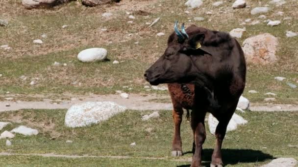 Αγελάδες Βόσκουν Ένα Πράσινο Λιβάδι Της Άνοιξης Στους Πρόποδες Των — Αρχείο Βίντεο