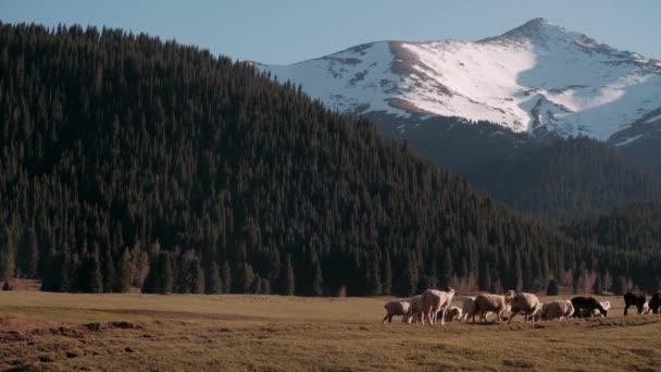 一群羊在青山斜坡上吃草 在挪威的山坡草甸上放羊的电影场景 地平线上的海岸线 — 图库视频影像