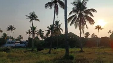 Hurma ağaçlarında otlayan inek.