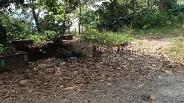  Hindistan 'ın vahşi maymunları kızgın maymunlar sürüsü