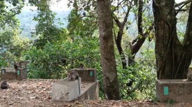  Hindistan 'ın vahşi maymunları kızgın maymunlar sürüsü