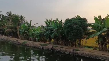  Alleppey Hindistan yüzen evi kanallar ve pirinç tarlaları arasında yol alıyor.