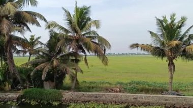  Alleppey Hindistan yüzen evi kanallar ve pirinç tarlaları arasında yol alıyor.