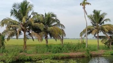  Alleppey Hindistan yüzen evi kanallar ve pirinç tarlaları arasında yol alıyor.