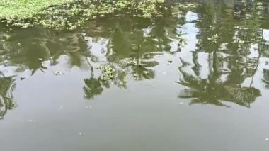  Alleppey Hindistan yüzen evi kanallar ve pirinç tarlaları arasında yol alıyor.