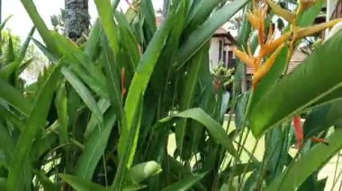  Hindistan 'da tropik bitki yaprakları