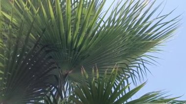  Hindistan 'da tropik bitki yaprakları