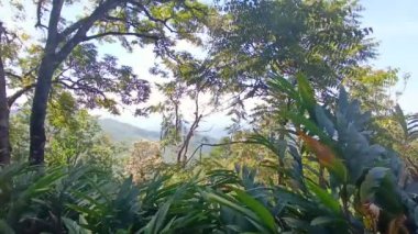  Munnar 'daki çay tarlaları, Kerala, Hindistan. Steadicam vuruşunu gösteriyor. Taze yeşil çay yaprakları.