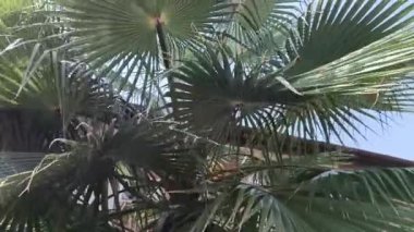  Hindistan 'da tropik bitki yaprakları