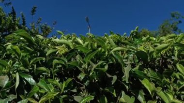  Munnar 'daki çay tarlaları, Kerala, Hindistan. Steadicam vuruşunu gösteriyor. Taze yeşil çay yaprakları.