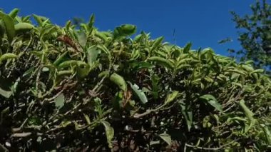  Munnar 'daki çay tarlaları, Kerala, Hindistan. Steadicam vuruşunu gösteriyor. Taze yeşil çay yaprakları.